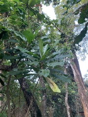 Anthocleista grandiflora
