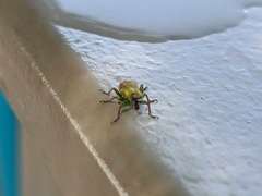 Coniatus tamarisci
