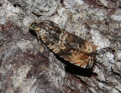 Celypha flavipalpana