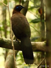 Coua serriana