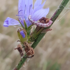 Eupithecia centaureata