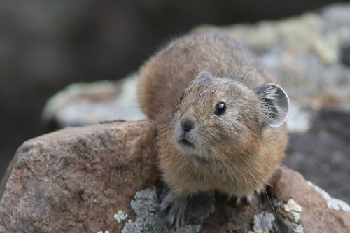 Northern Pika
