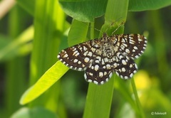 Chiasmia clathrata