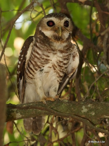 White-browed Owl