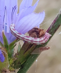 Eupithecia centaureata
