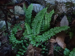 Asplenium trichomanes inexpectans