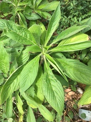 Echium pininana