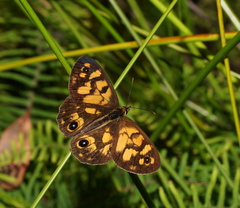 Heteronympha cordace