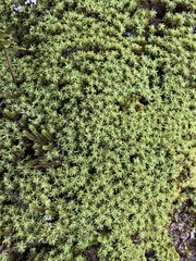 Hypodontium