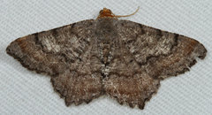 Macaria distribuaria