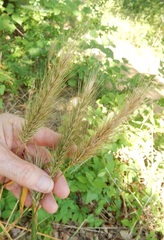 Elymus glabriflorus