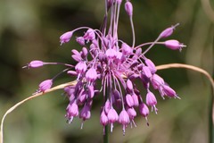 Allium carinatum pulchellum