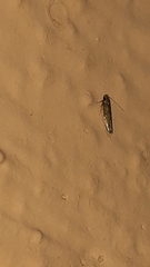 Lepidoptera