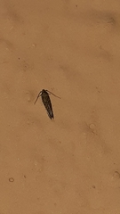 Lepidoptera