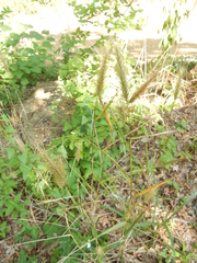 Elymus glabriflorus