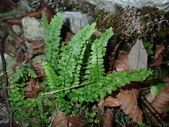 Asplenium trichomanes inexpectans