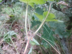 Geranium platypetalum