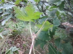 Geranium platypetalum