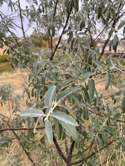 Elaeagnus angustifolia