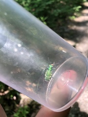 Cicindela patruela