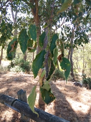 Celtis australis