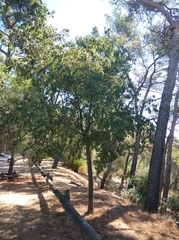 Celtis australis