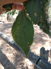 Celtis australis