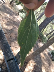 Celtis australis