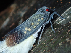 Poiocerinae