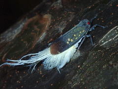Poiocerinae