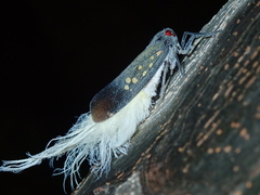 Poiocerinae