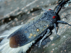 Poiocerinae
