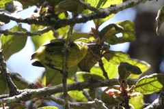 Neodrepanis hypoxantha