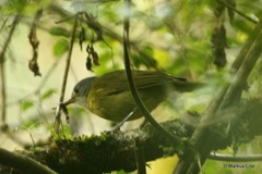 Xanthomixis cinereiceps