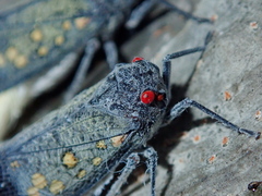 Poiocerinae