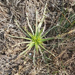 Nothocalais cuspidata