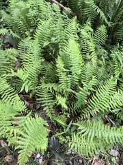 Amauropelta beddomei