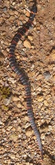 Atractus elaps