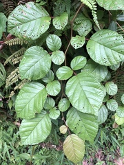 Rubus wallichianus