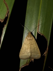 Simplicia cornicalis