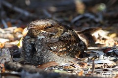 Caprimulgus madagascariensis