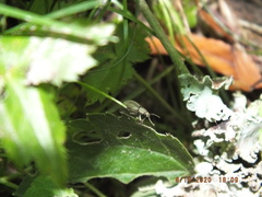 Aphrastus taeniatus