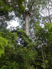 Agathis borneensis