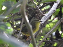 Myiothlypis bivittata