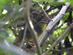 Myiothlypis bivittata