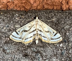 Parapoynx badiusalis