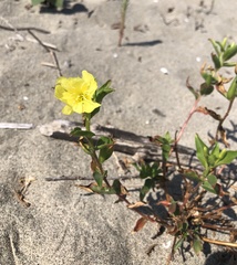 Oenothera