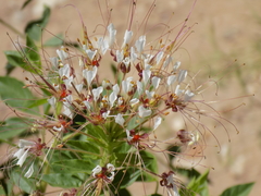 Polanisia dodecandra trachysperma