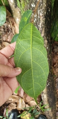 Ficus heteropleura