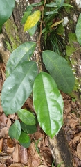 Ficus heteropleura